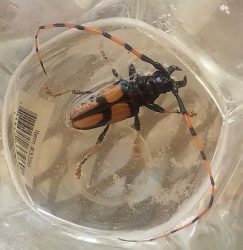 horsebean longhorn beetle
