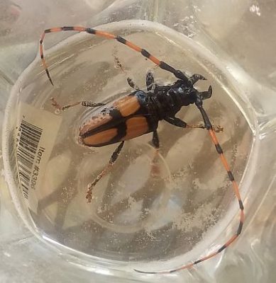 horsebean longhorn beetle