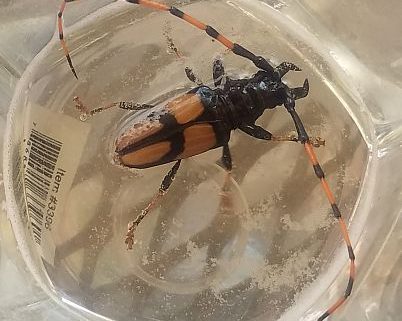 horsebean longhorn beetle