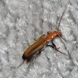 wharf borer