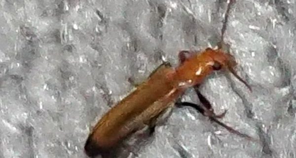 wharf borer