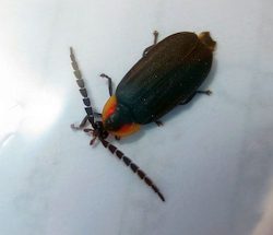 firefly