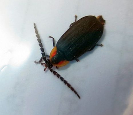 firefly