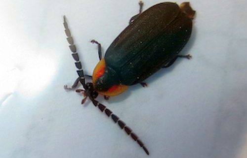 firefly