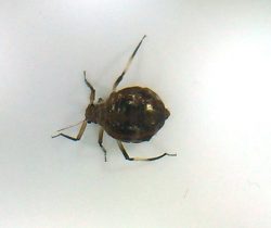 Aphid (plant louse)