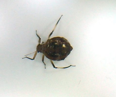 Aphid (plant louse)