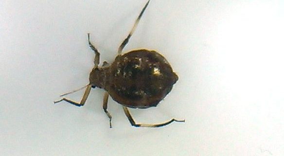 Aphid (plant louse)