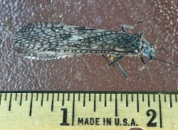 Stonefly