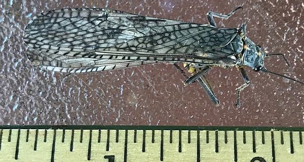 Stonefly