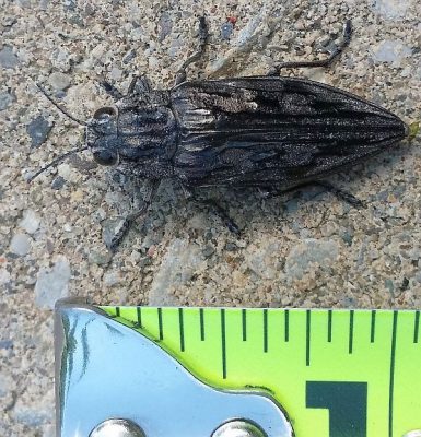 metallic wood-boring beetle