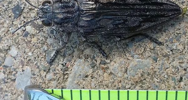 metallic wood-boring beetle