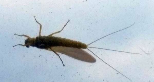Mayfly