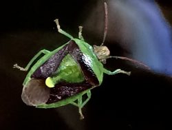 Stink bug