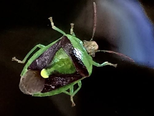 Stink bug