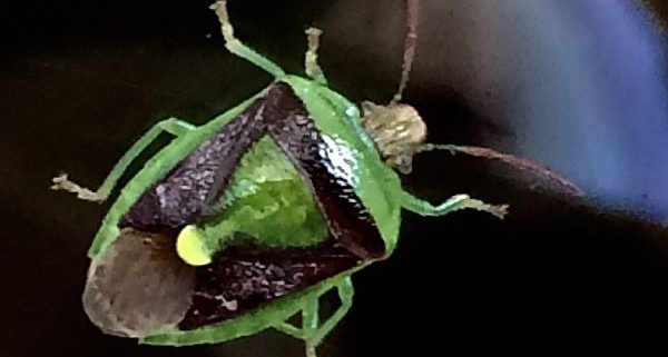 Stink bug