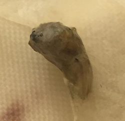 Fly Larva ?????