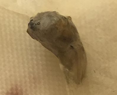 Fly Larva ?????