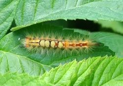 tussock moth