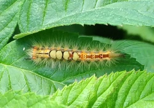 tussock moth