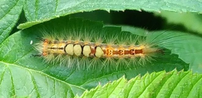tussock moth