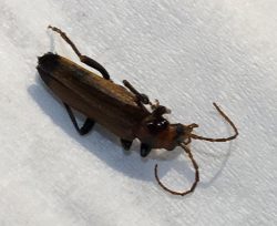 wharf borer