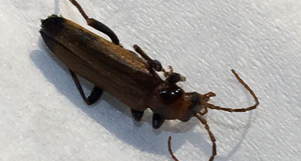 wharf borer