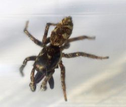 jumping spider