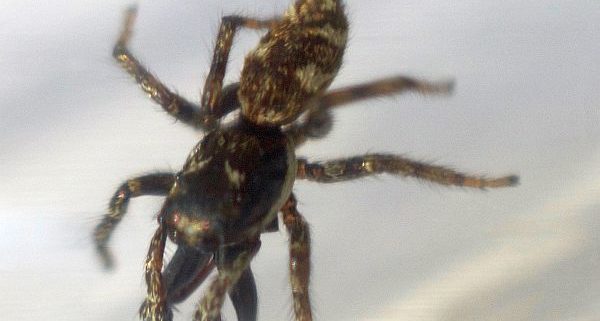 jumping spider