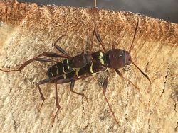 redheaded ash borers