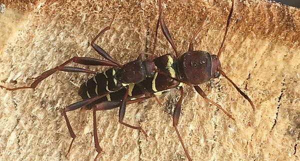 redheaded ash borers
