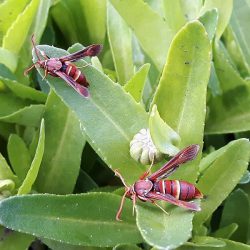 clear-winged moths