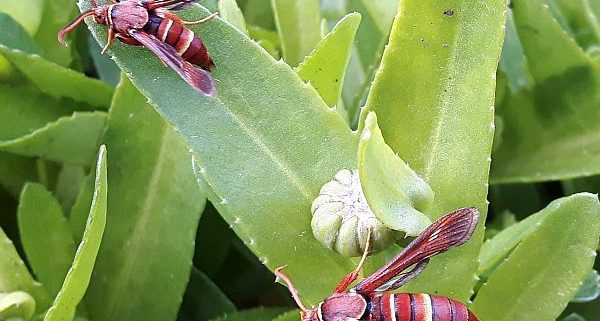 clear-winged moths