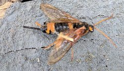 Wood wasp