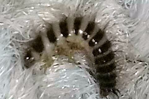 Dermestidae beetle larva