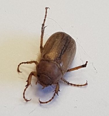 scarab beetle (June bug)