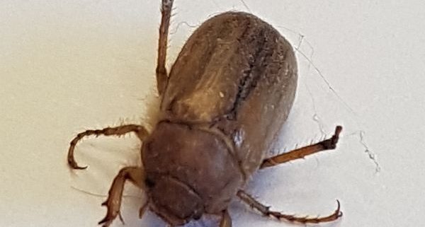 scarab beetle (June bug)