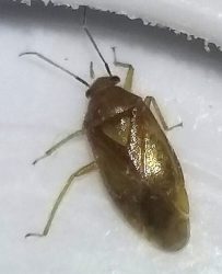 Plant bug