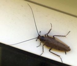 Cockroach (Ectobius)