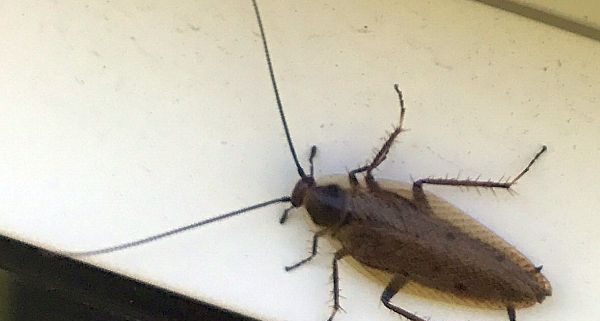 Cockroach (Ectobius)