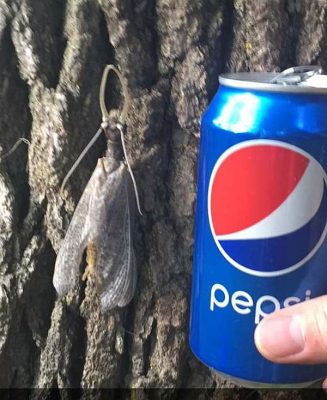 male eastern dobsonfly