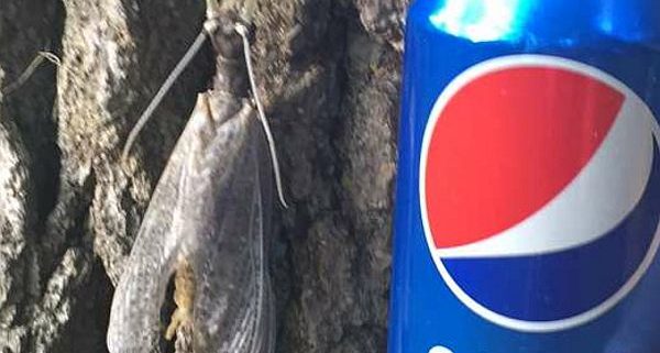 male eastern dobsonfly
