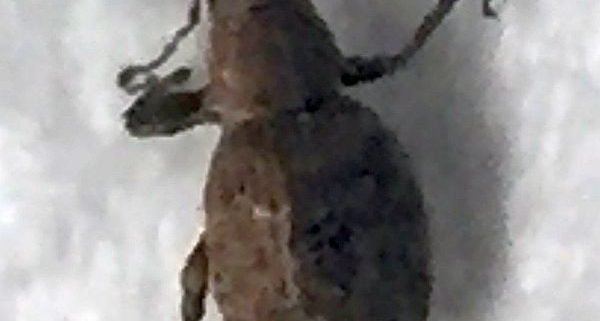 short-snouted/broad-nosed weevil