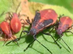 Boxelder bug nymphs