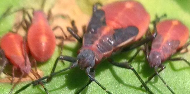 Boxelder bug nymphs