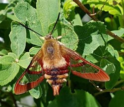 clear-winged sphinx moth
