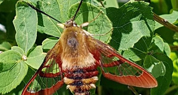 clear-winged sphinx moth