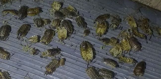 Sow bugs