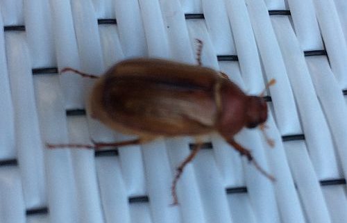 June Bug