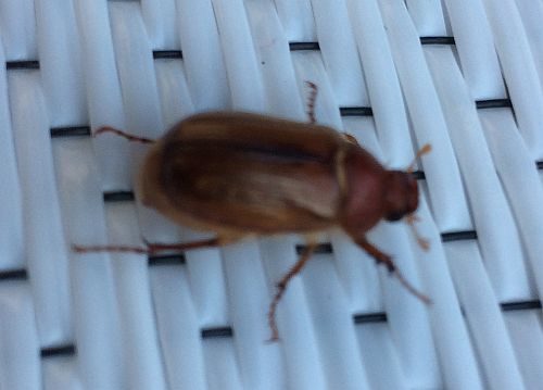 June Bug