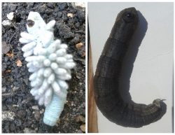 caterpillars of Abbott’s sphinx moth